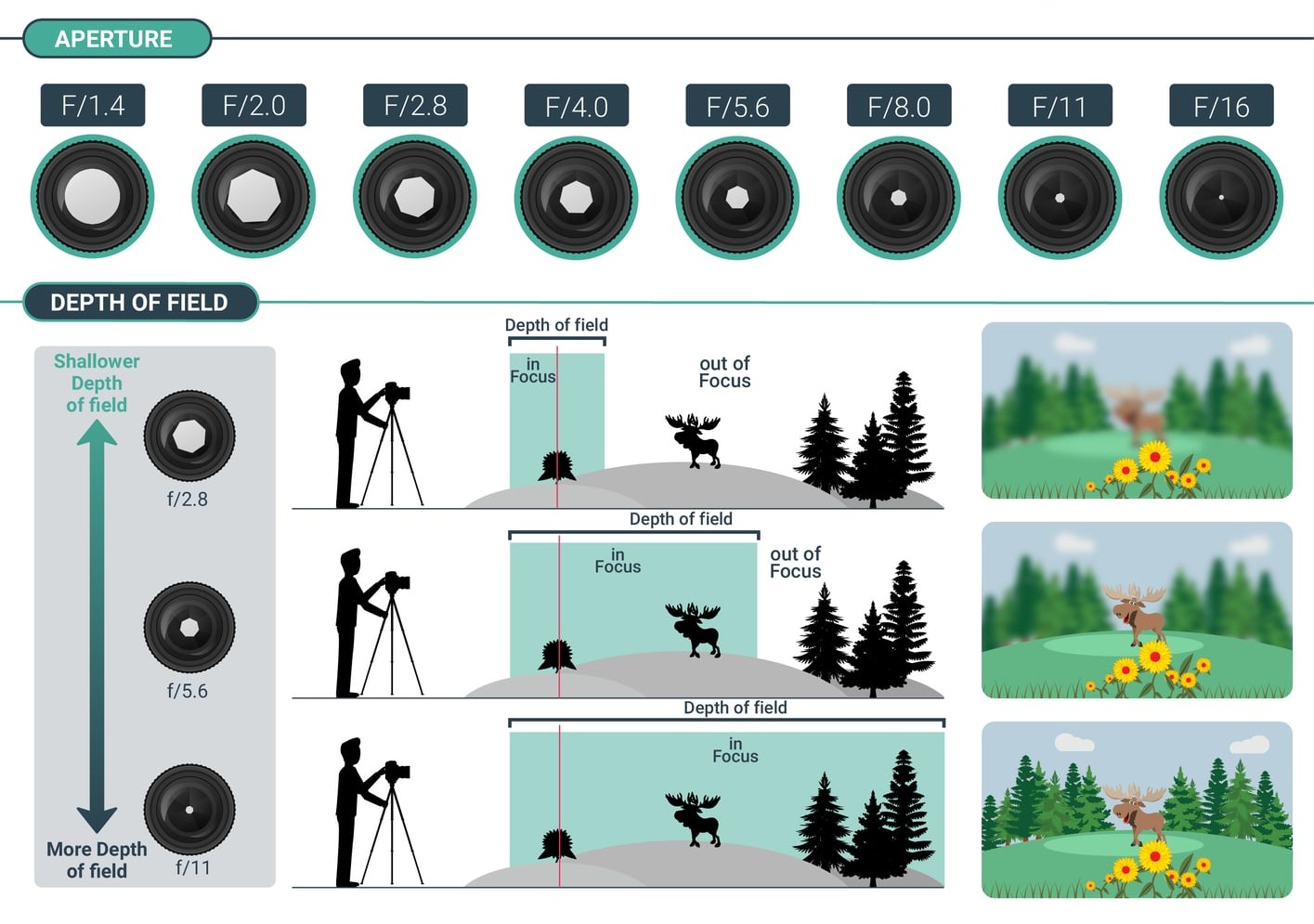 illustration graphique profondeur de champ selon l'ouverture du diaphragme photos avec arrière-plan flou (f/2.8) et une très nette partout (f/11)