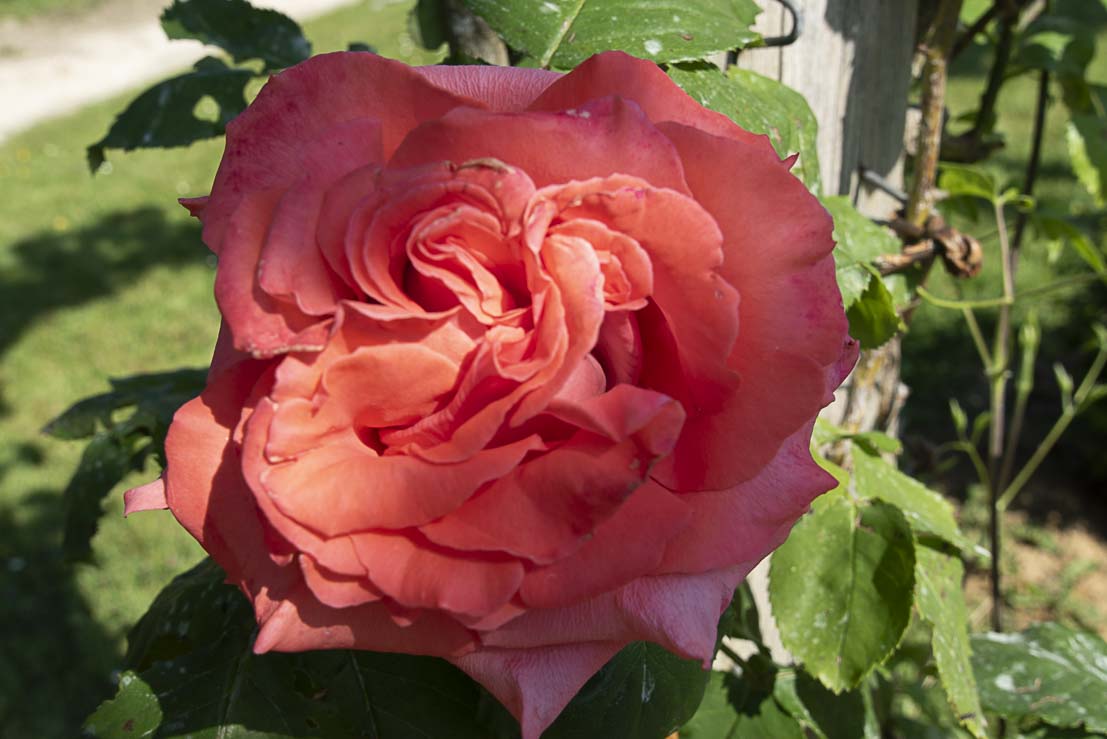Photo surexposée fleur en plein soleil