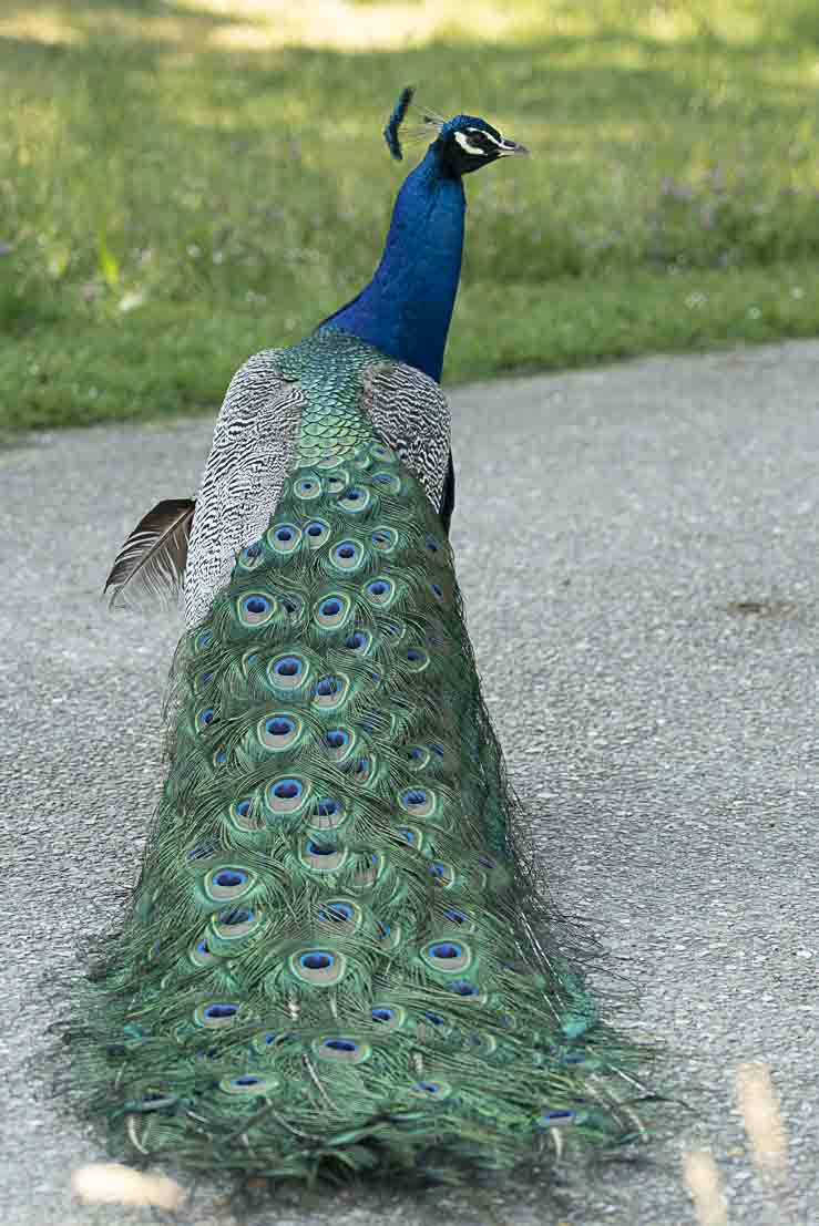 Composition animalière — paon au Parc de Bagatelle