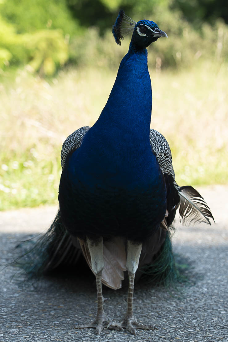 Photographie d’un paon en composition verticale